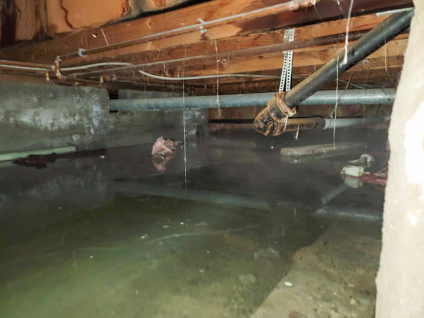 Best Basement water damage restoration  in Daytona Beach, FL