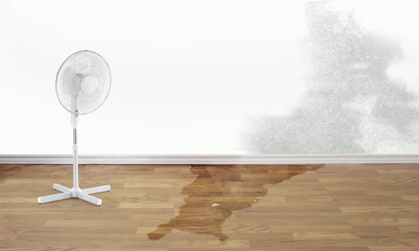 Best Flood restoration services  in Daytona Beach, FL
